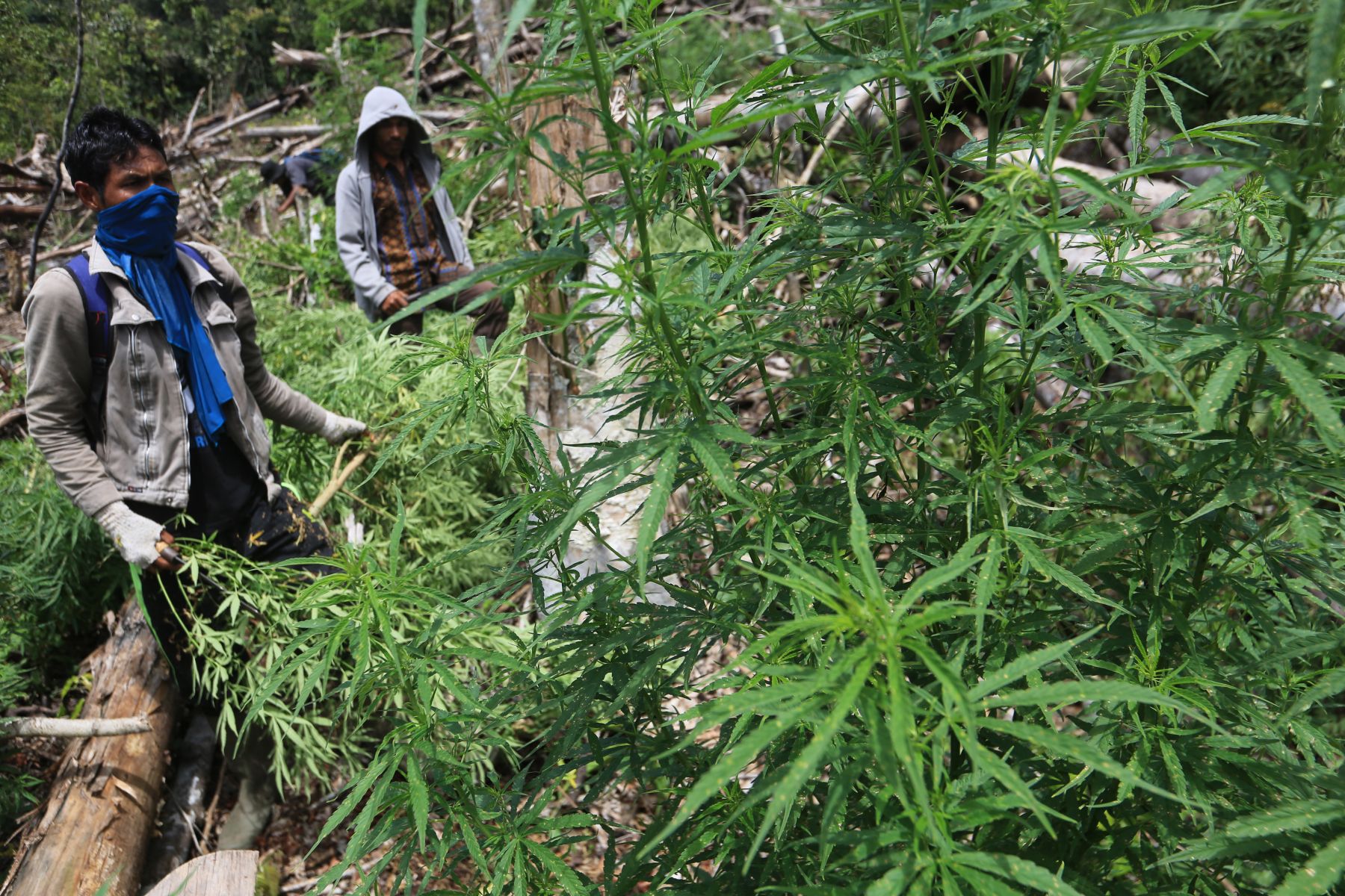 Detail Foto Ladang Ganja Nomer 47