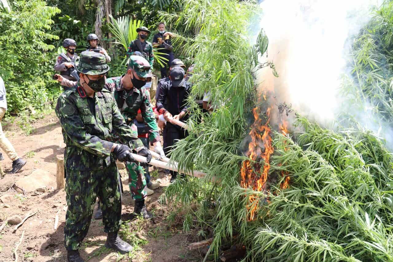 Detail Foto Ladang Ganja Nomer 55