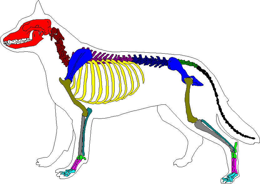 Bild Skelett Hund - KibrisPDR