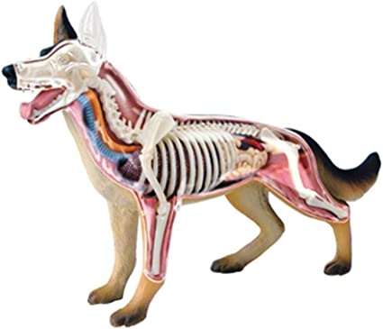 Detail Bild Skelett Hund Nomer 3