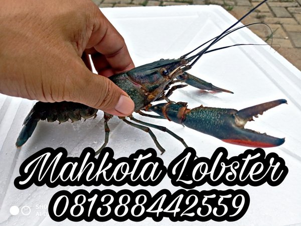 Detail Foto Lobster Air Tawar Nomer 24