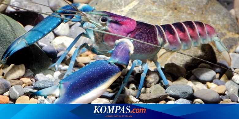 Detail Foto Lobster Air Tawar Nomer 47