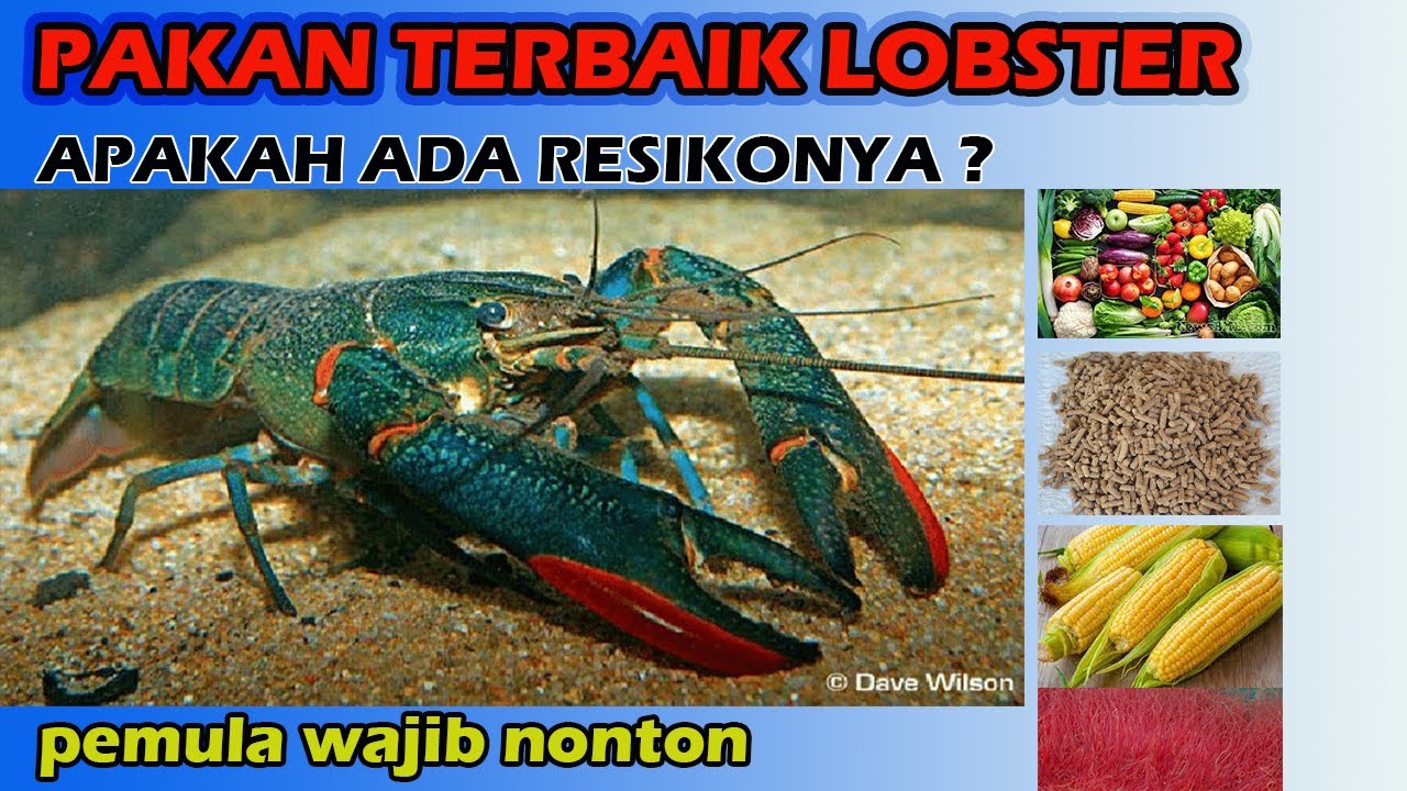 Detail Foto Lobster Air Tawar Nomer 48