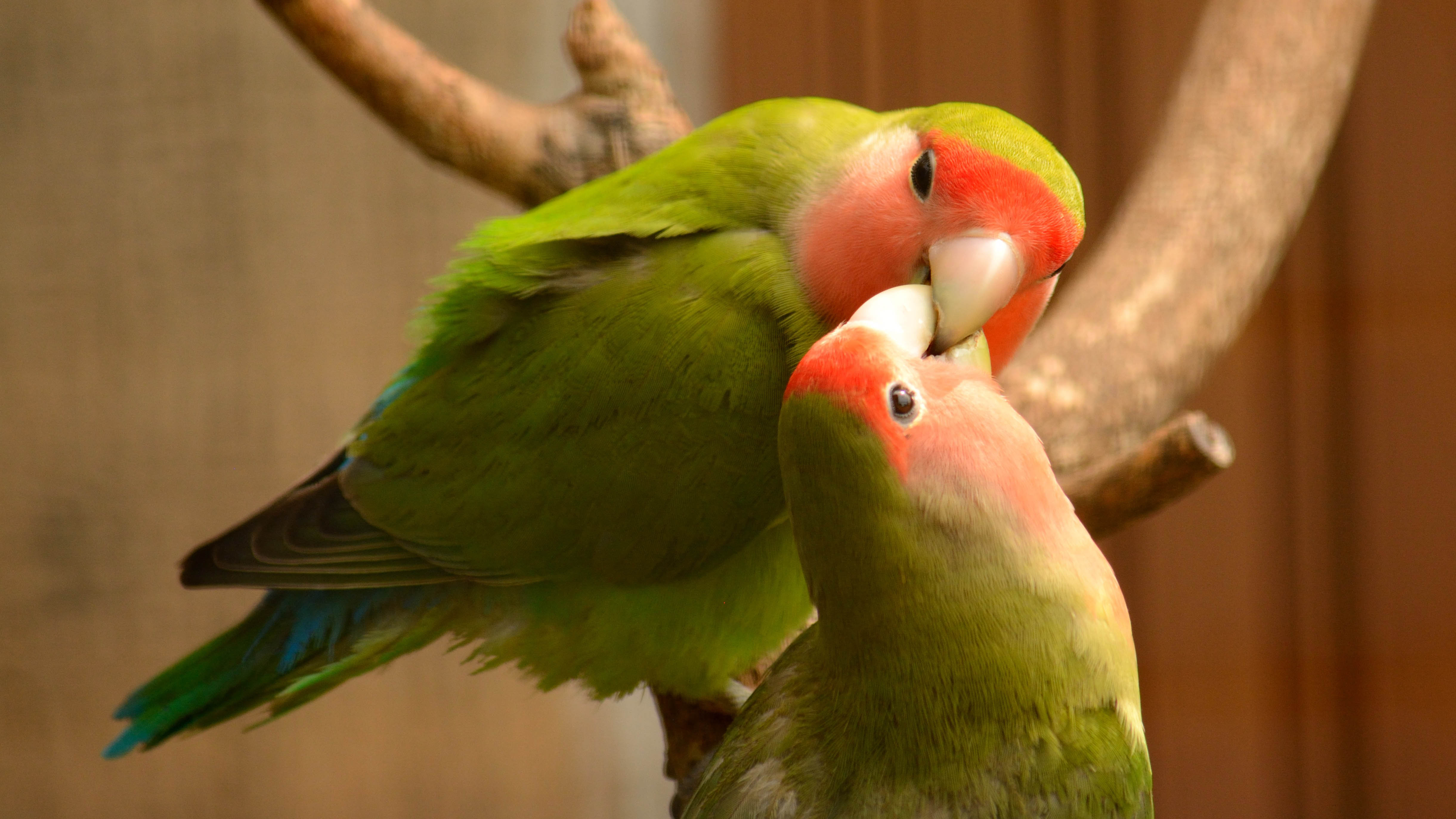 Foto Love Bird - KibrisPDR