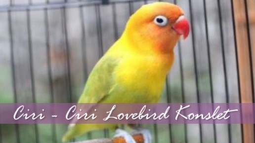 Detail Foto Lovebird Konslet Nomer 22