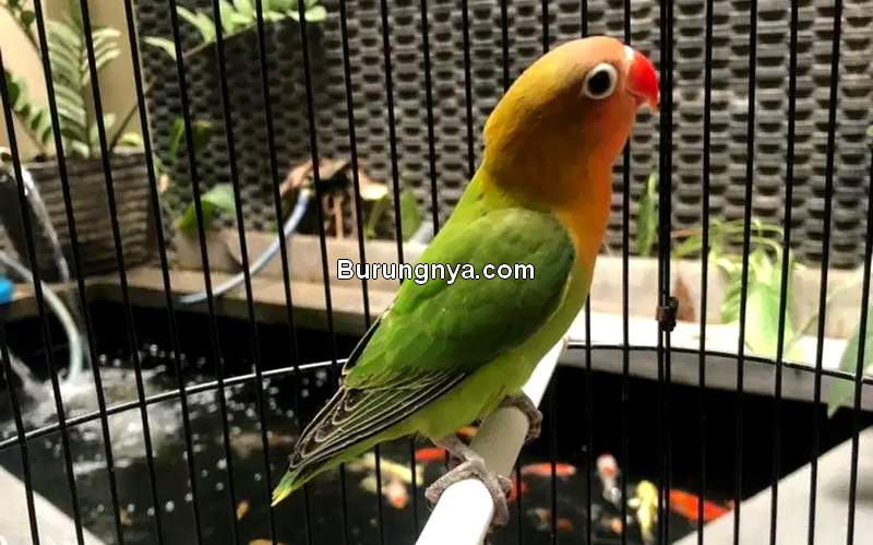 Detail Foto Lovebird Ngekek Nomer 26