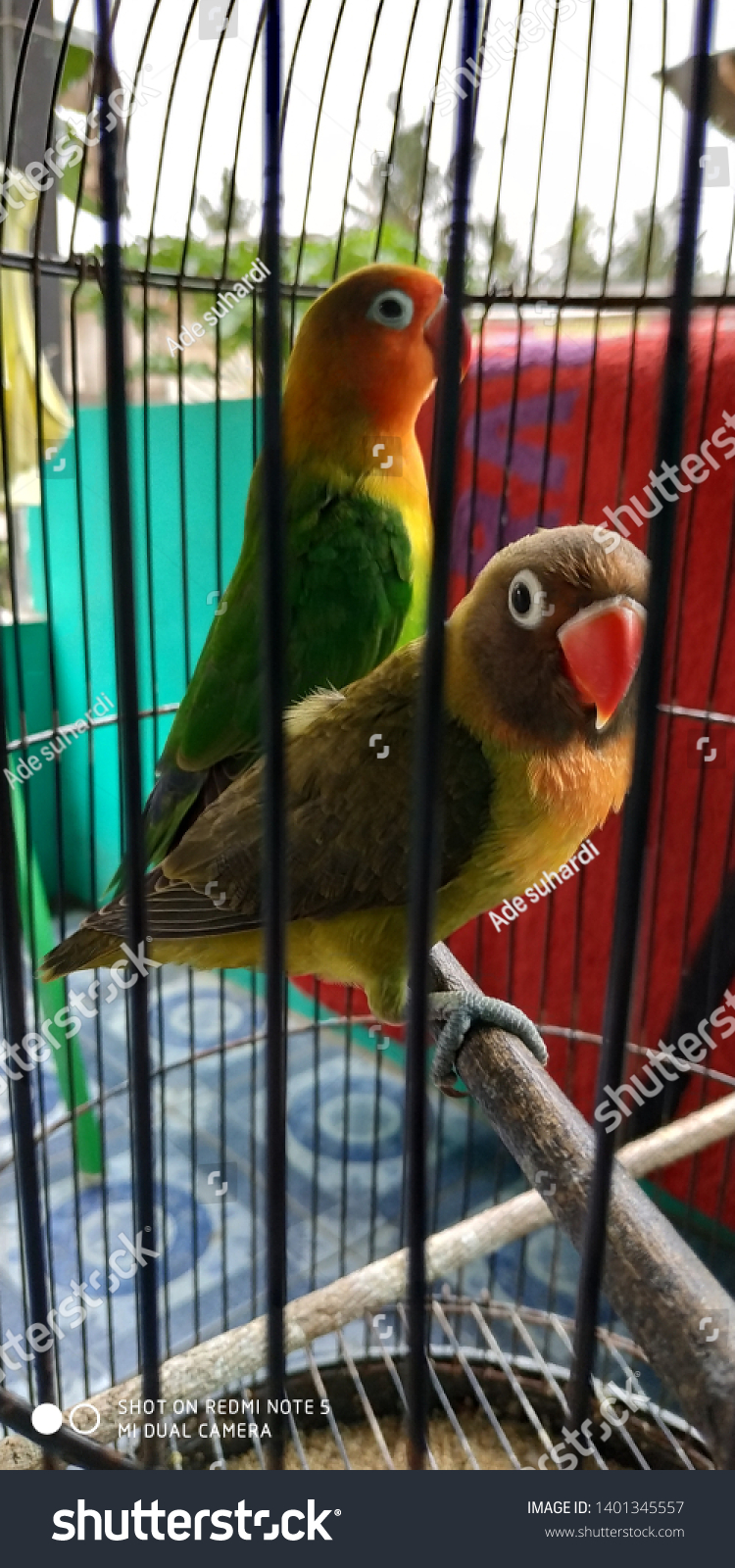 Detail Foto Lovebird Olive Nomer 8