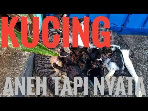 Detail Foto Lucu Aneh Tapi Nyata Nomer 31
