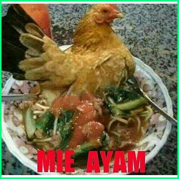 Detail Foto Lucu Ayam Nomer 18