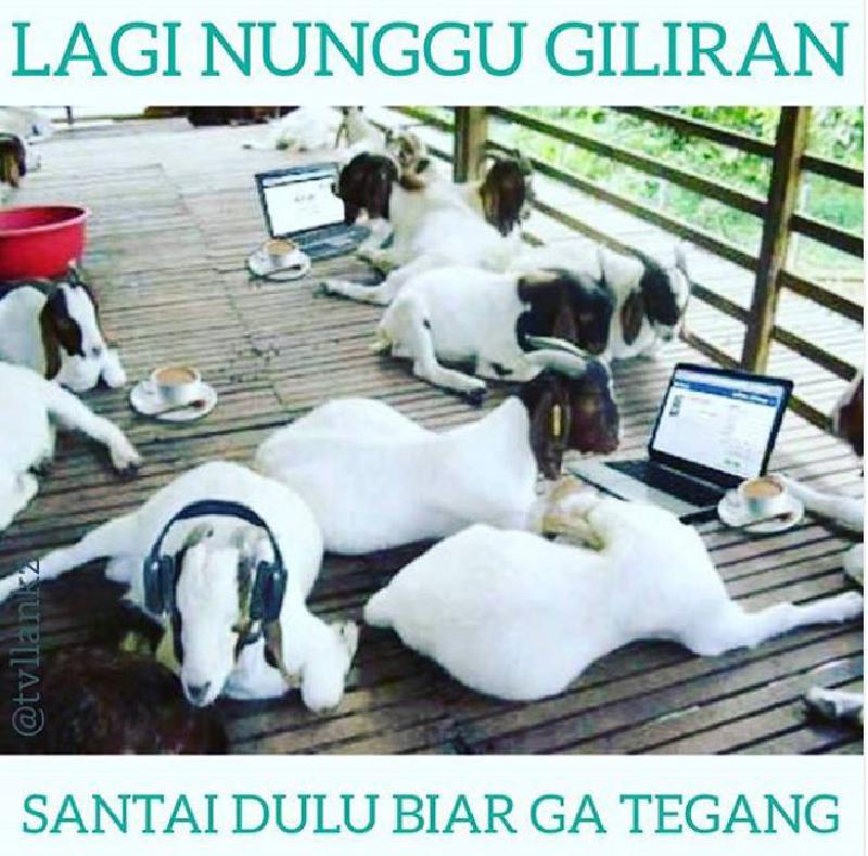 Detail Foto Lucu Hewan Qurban Nomer 27