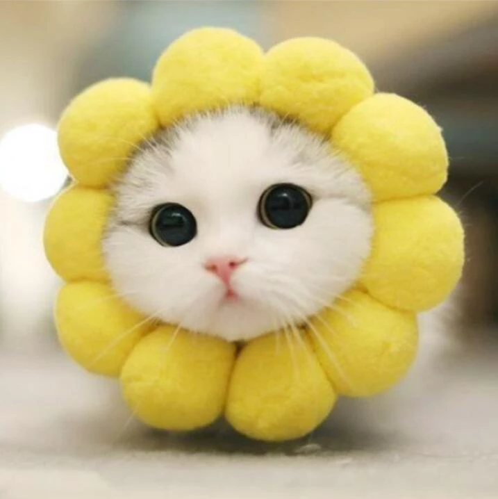 Detail Foto2 Kucing Lucu Nomer 20