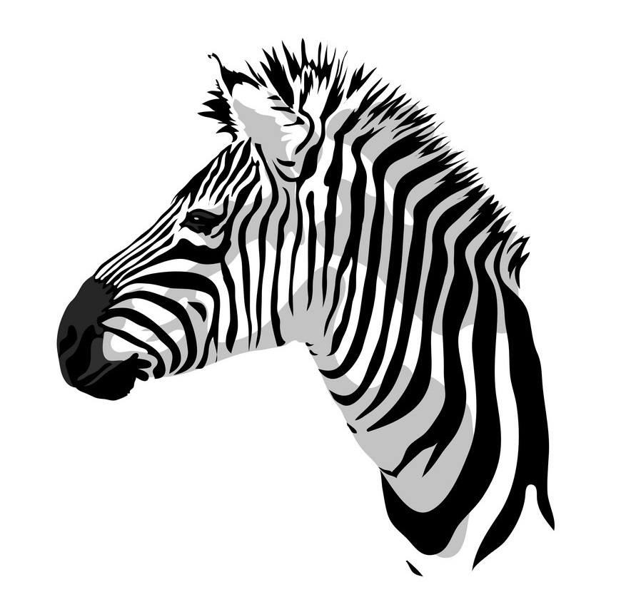 Detail Zebra Head Clipart Nomer 4