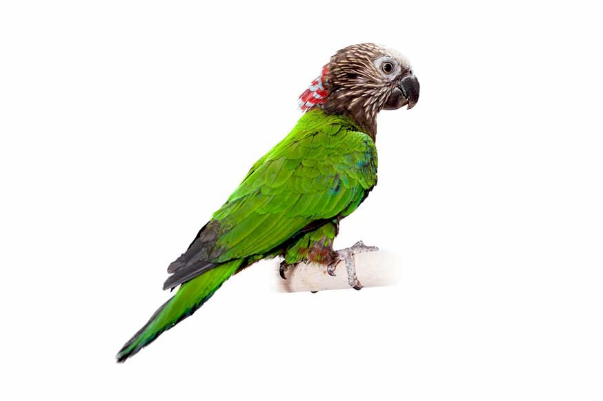 Detail Amazonas Papagei Nomer 19
