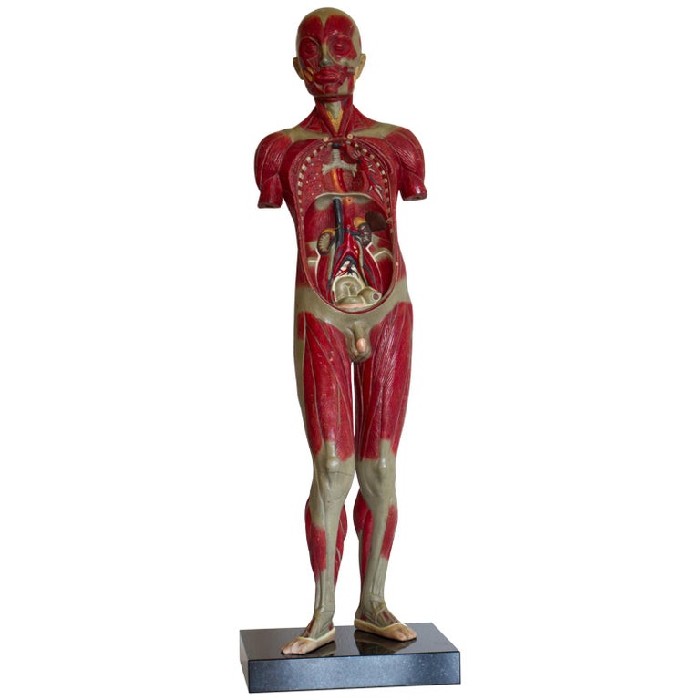 Detail Anatomisches Modell Mensch Nomer 3