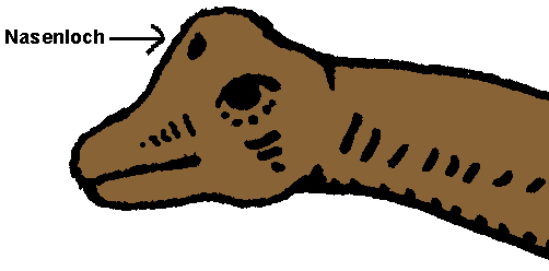 Detail Brachiosaurus Nahrung Nomer 19