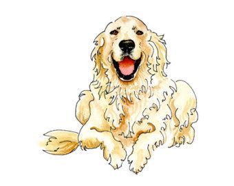 Golden Retriever Frisur - KibrisPDR