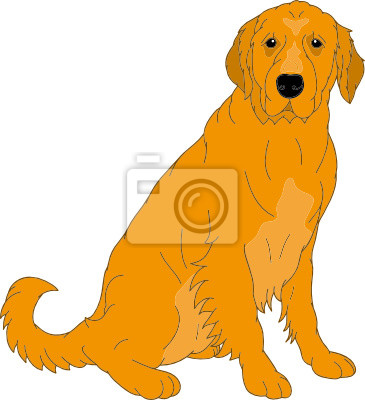 Detail Golden Retriever Frisur Nomer 9