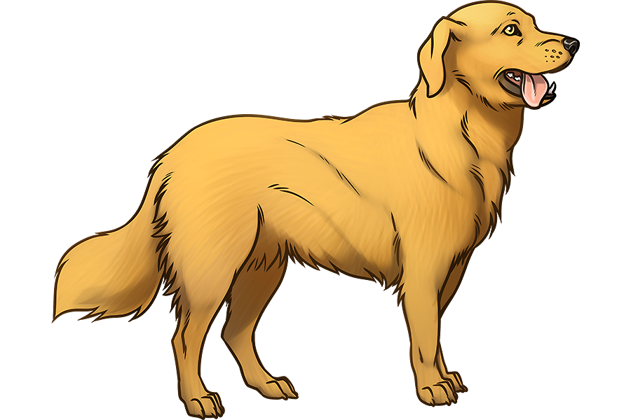 Detail Golden Retriever Frisur Nomer 15