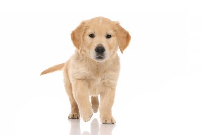 Detail Golden Retriever Frisur Nomer 2