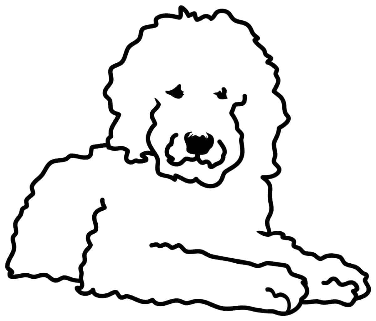 Detail Golden Retriever Frisur Nomer 3