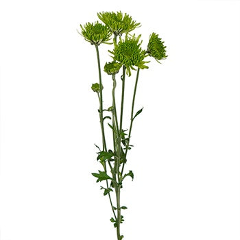 Aldi Allium - KibrisPDR