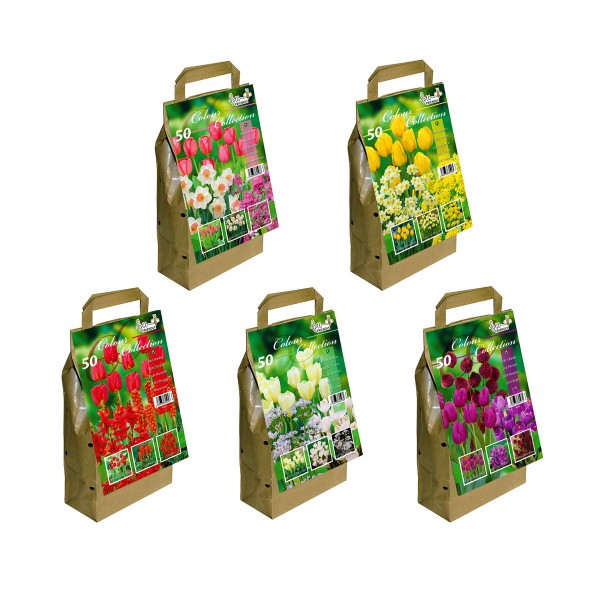 Detail Aldi Allium Nomer 17