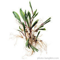 Detail Aldi Allium Nomer 6
