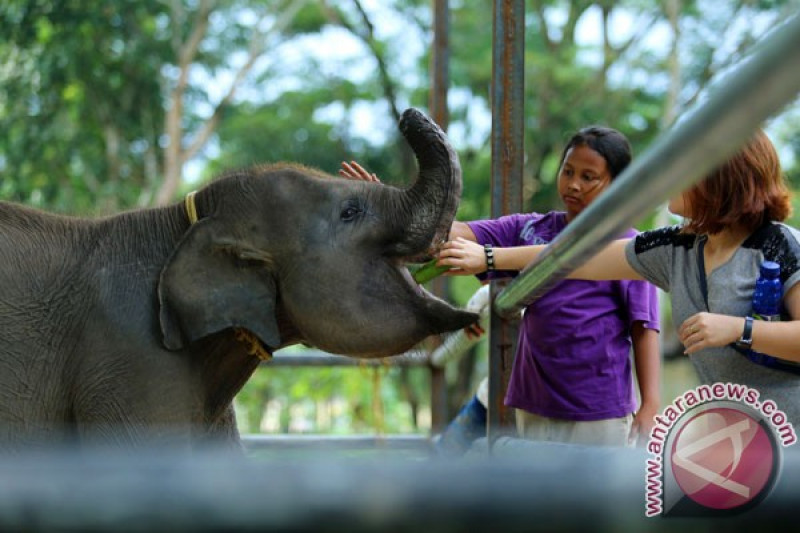 Detail Belalai Gajah Yang Panjang Nomer 26