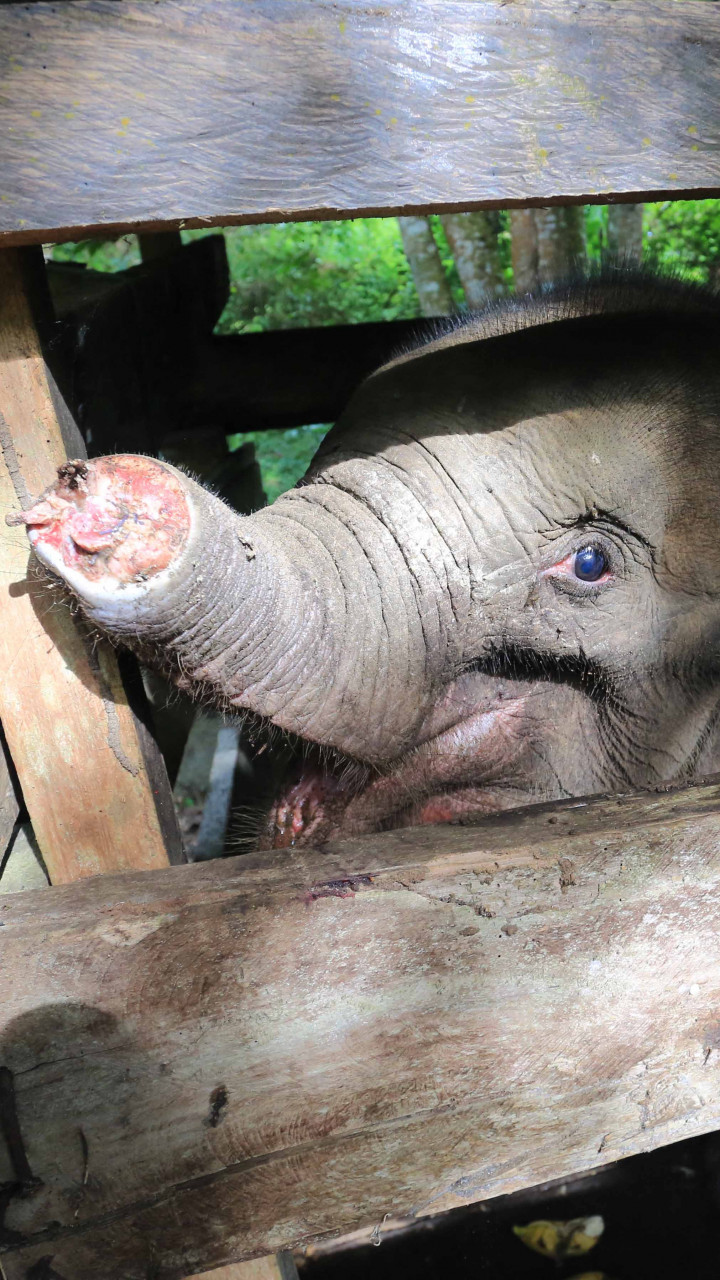Detail Belalai Gajah Yang Panjang Nomer 44