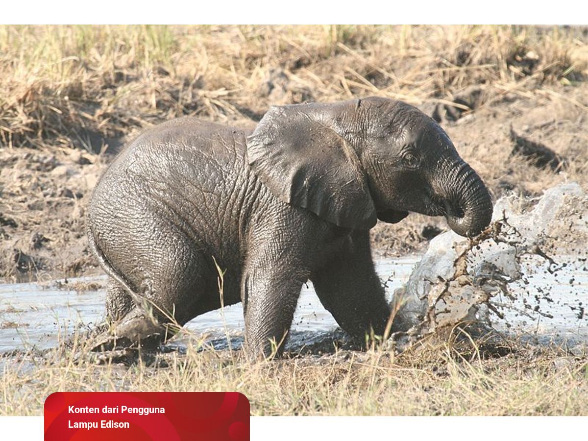 Detail Belalai Gajah Yang Panjang Nomer 45
