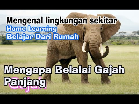 Detail Belalai Gajah Yang Panjang Nomer 9