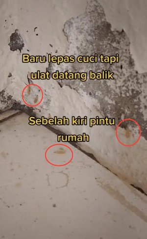 Detail Belatung Di Rumah Nomer 21