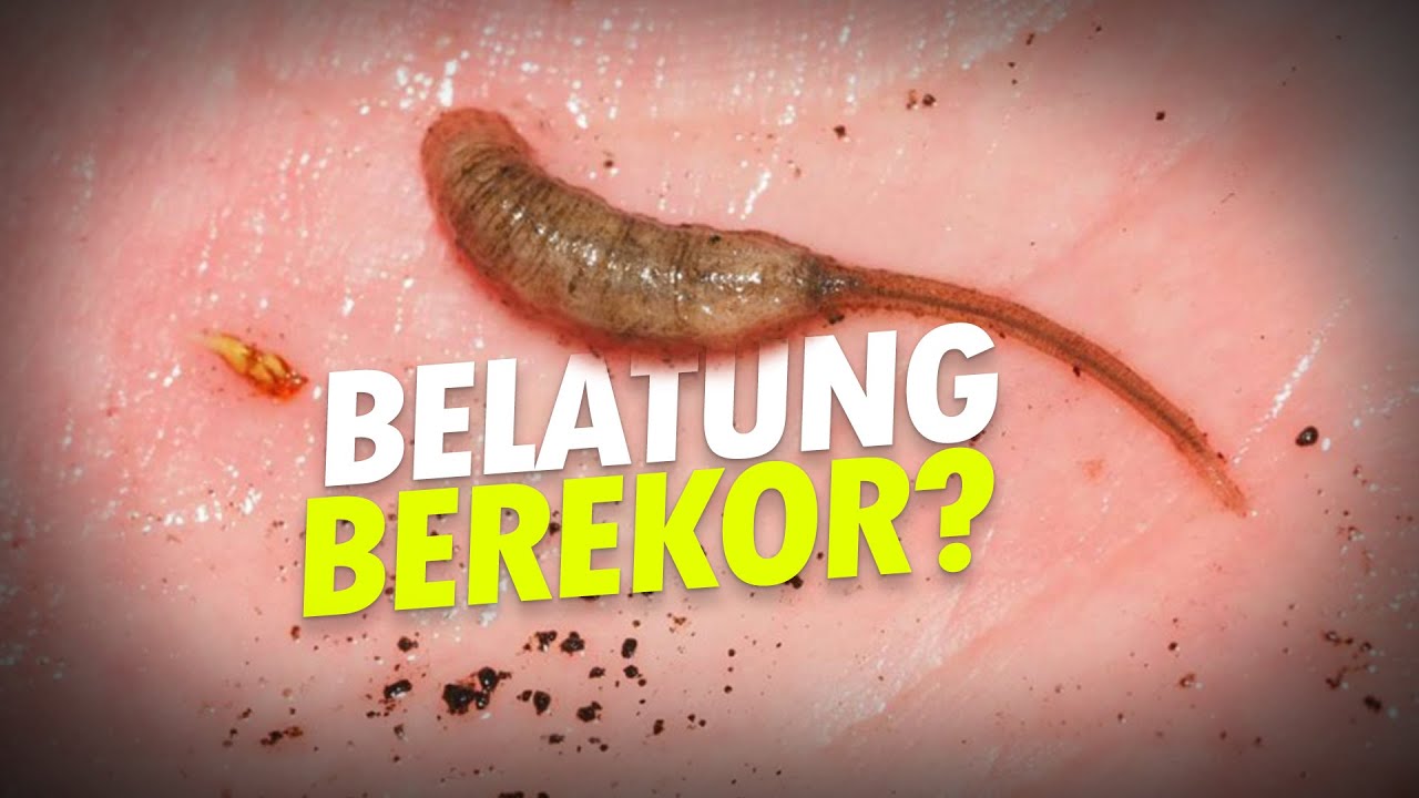 Detail Belatung Ekor Tikus Nomer 7