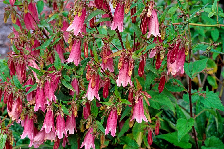 Detail Bell Flower Plant Photo Nomer 22