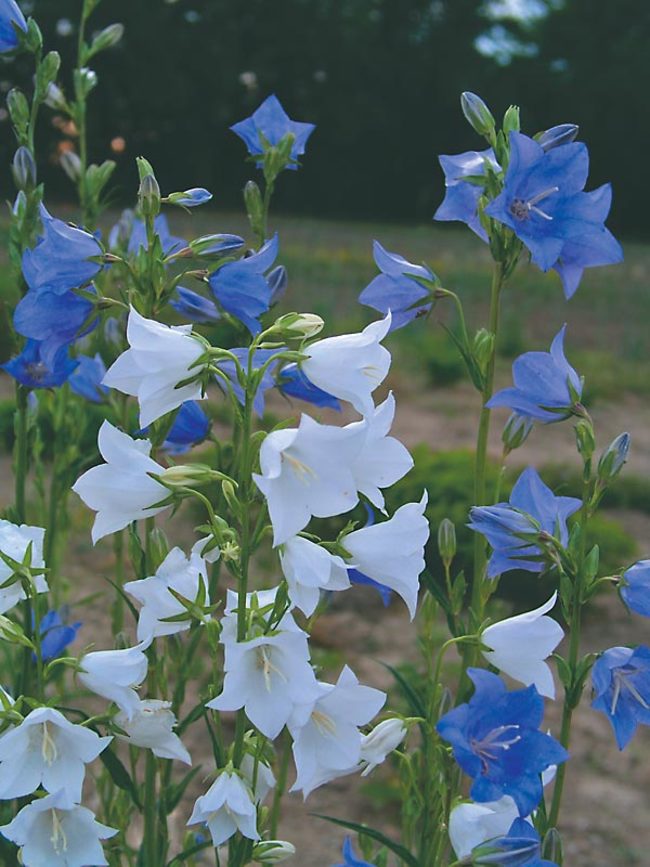 Detail Bell Flower Plant Photo Nomer 35