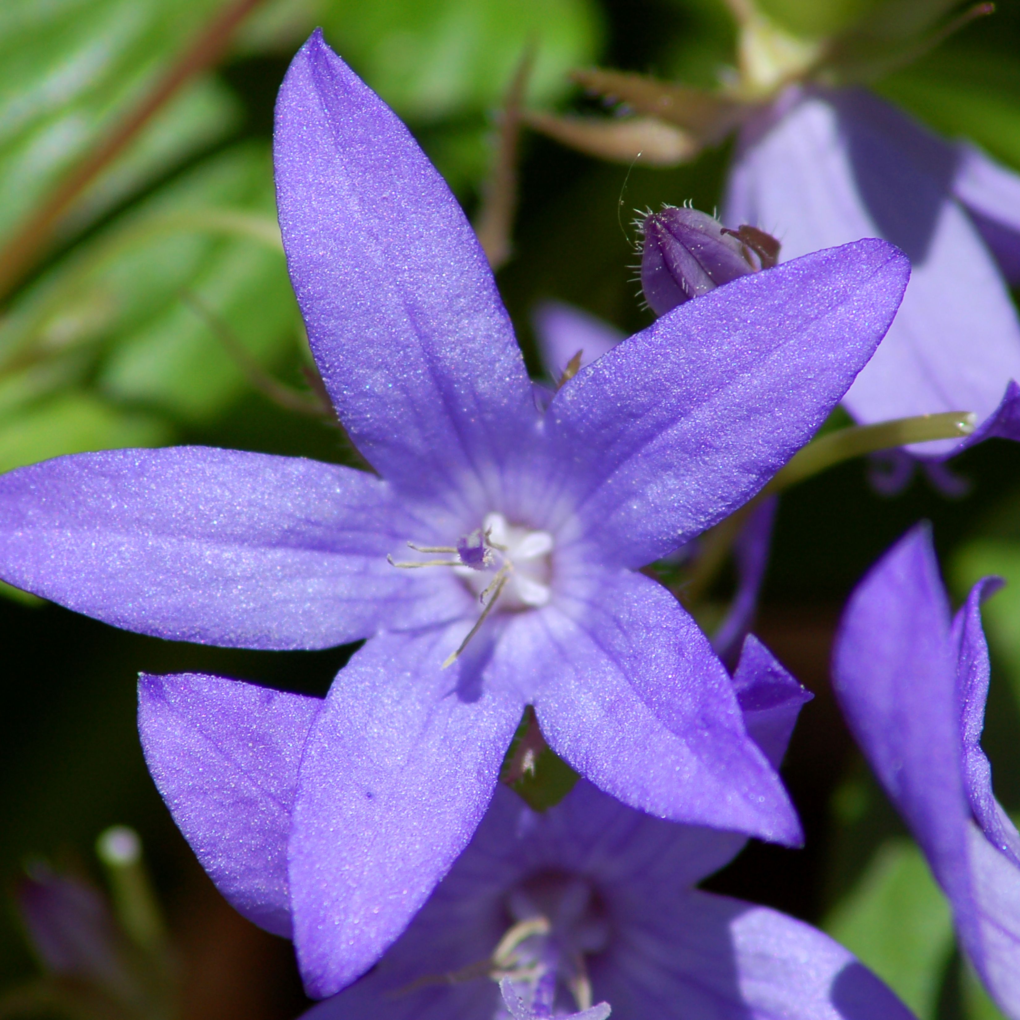 Detail Bell Flower Plant Photo Nomer 40