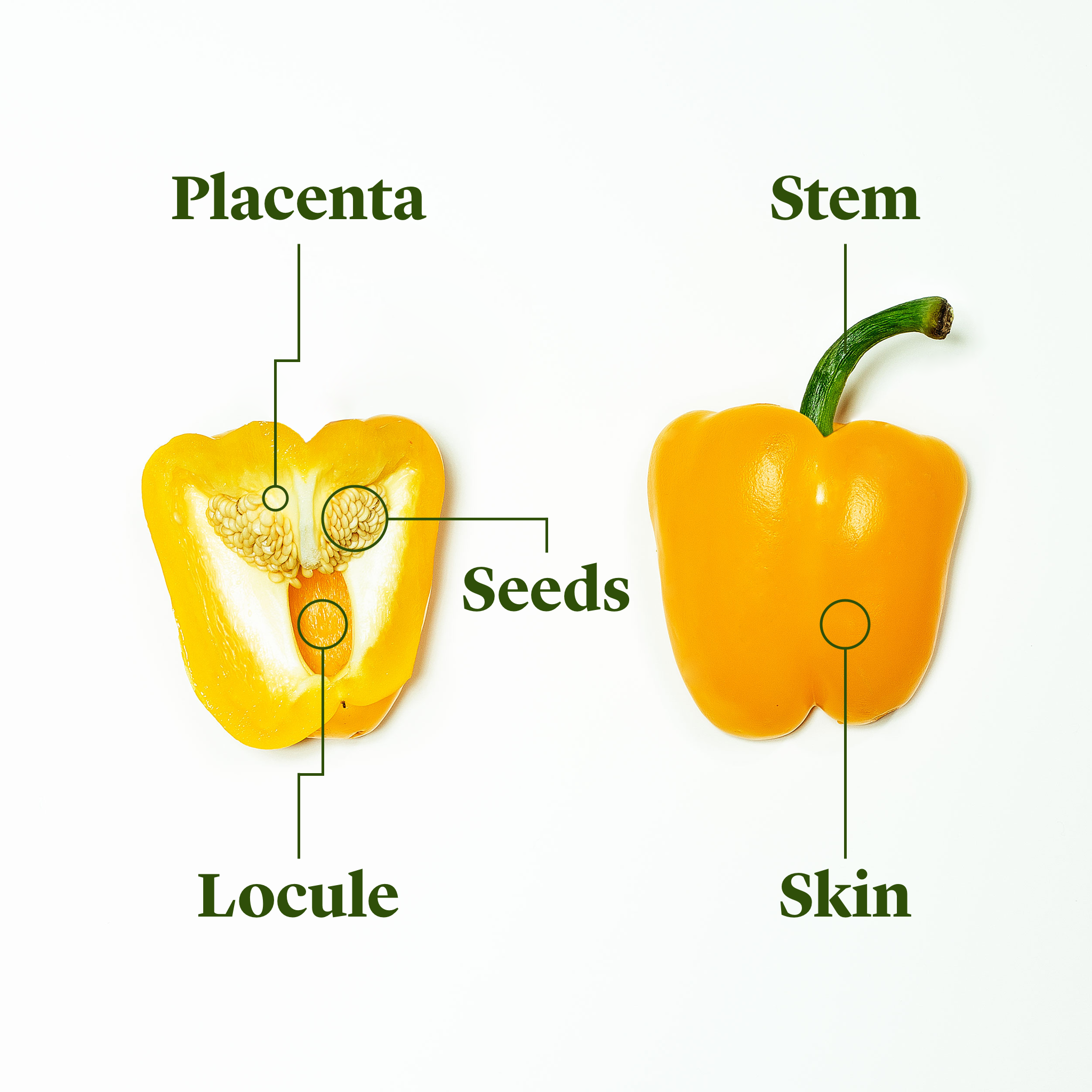 Detail Bell Pepper Image Nomer 54