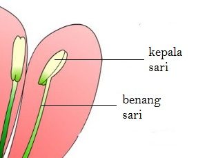 Detail Benang Sari Bunga Nomer 50