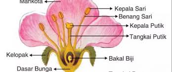 Detail Benang Sari Dan Putik Nomer 32