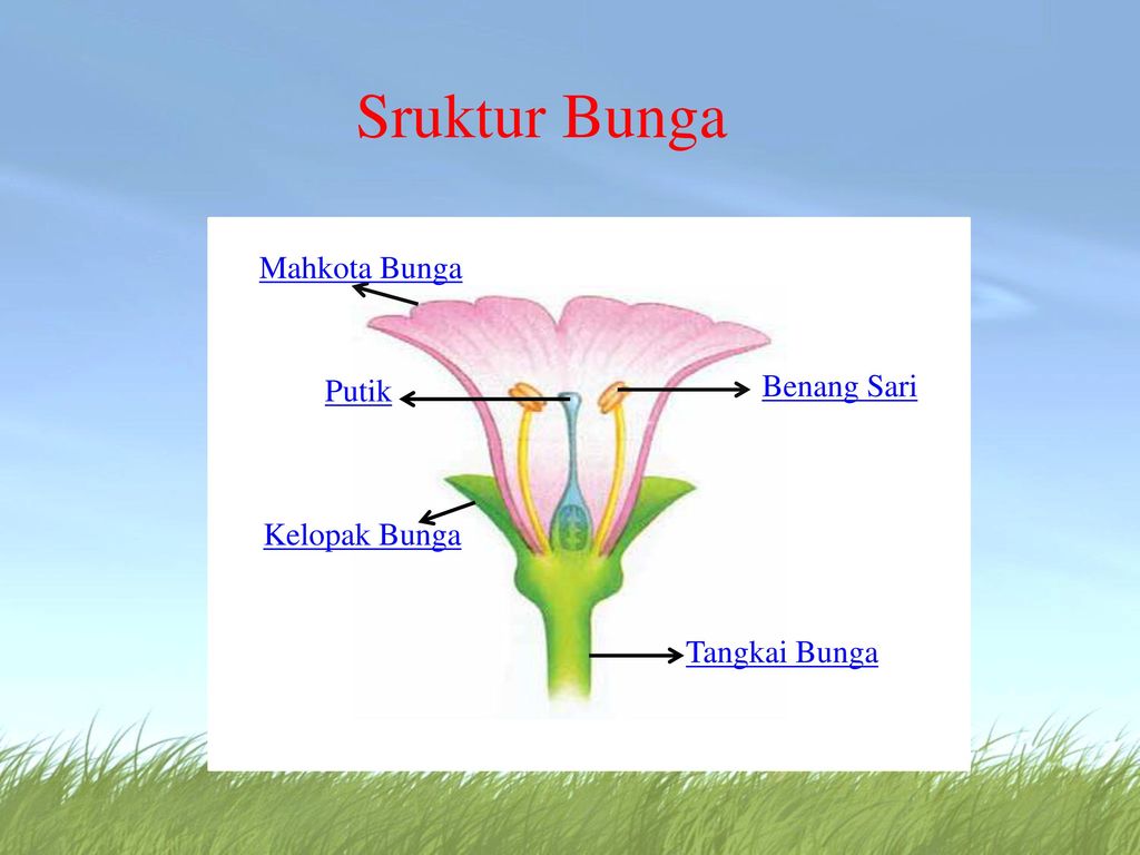 Detail Benang Sari Dan Putik Nomer 33