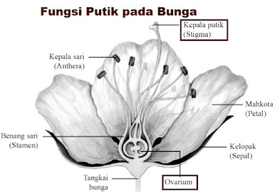 Detail Benang Sari Dan Putik Nomer 34