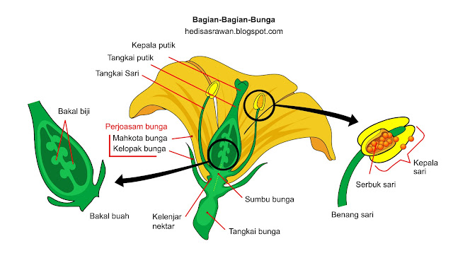 Detail Benang Sari Dan Putik Nomer 40