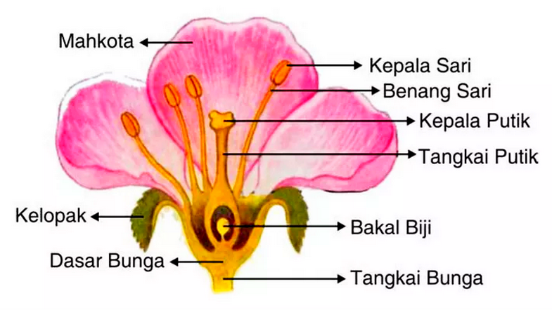 Detail Benang Sari Dan Putik Nomer 10