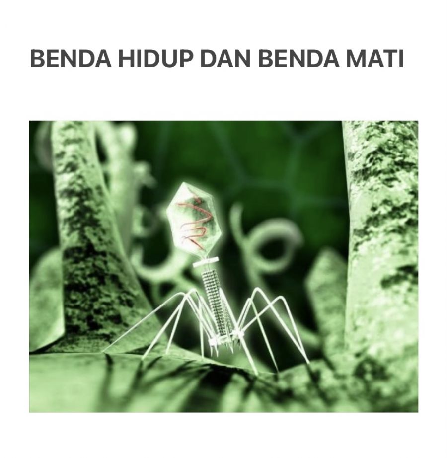 Detail Benda Hidup Dan Benda Mati Gambar Benda Hidup Nomer 41