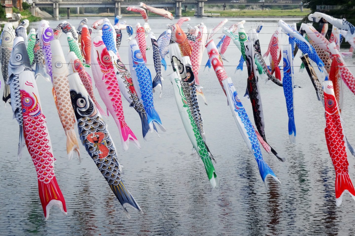 Detail Bendera Ikan Jepang Nomer 48