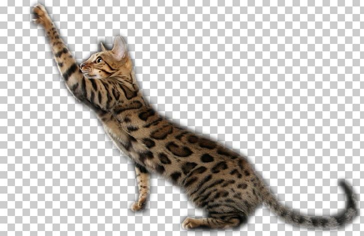 Detail Bengal Cat Png Nomer 16