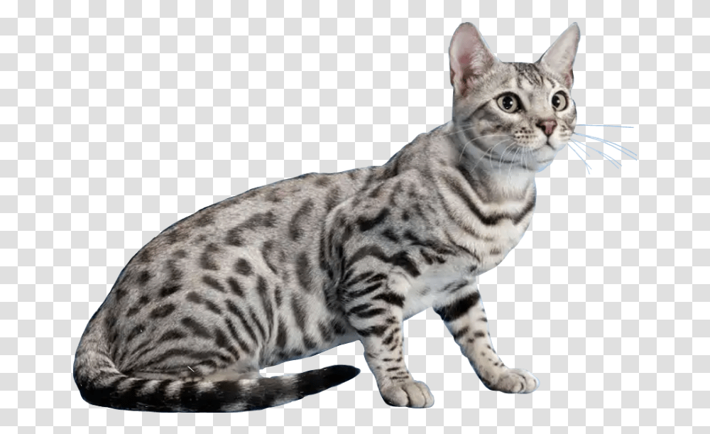 Detail Bengal Cat Png Nomer 18