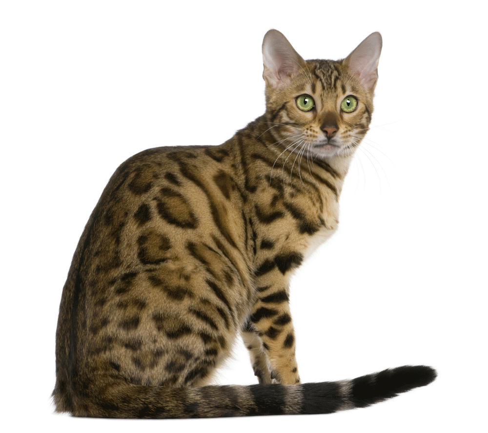 Detail Bengal Cat Png Nomer 19