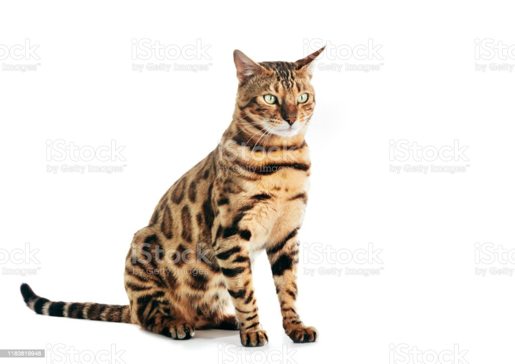 Detail Bengal Cat Png Nomer 21