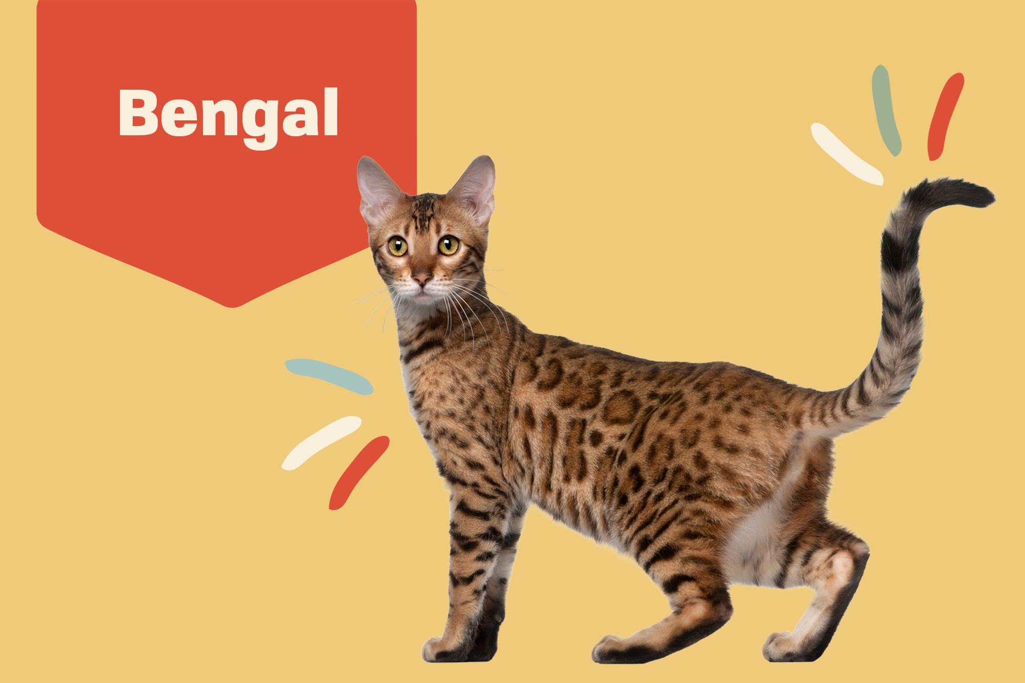 Detail Bengal Cat Png Nomer 23